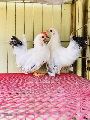 জাপানিজ বেন্থাম বাচ্চা