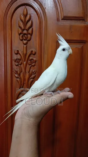 Tame Albino Cockatiel