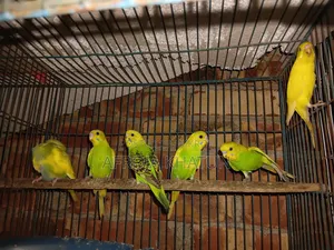 বাজরিগার পাখি