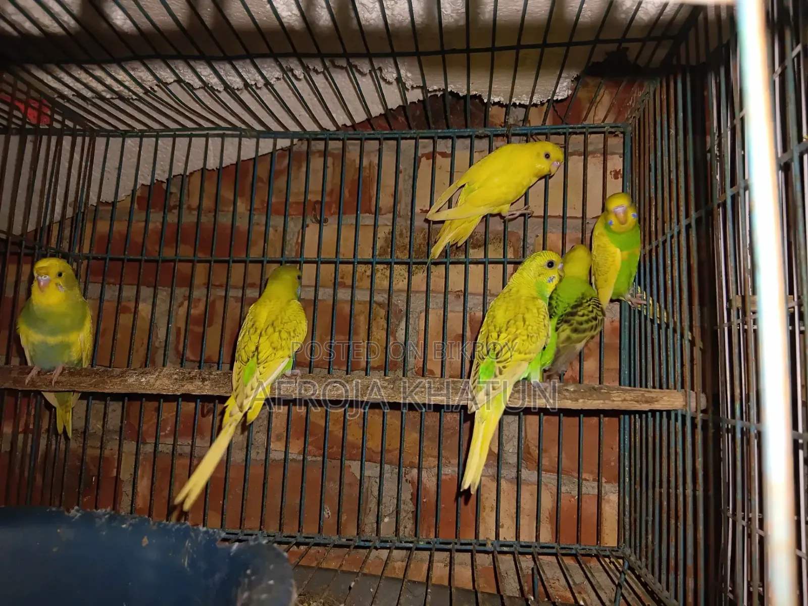 বাজরিগার পাখি