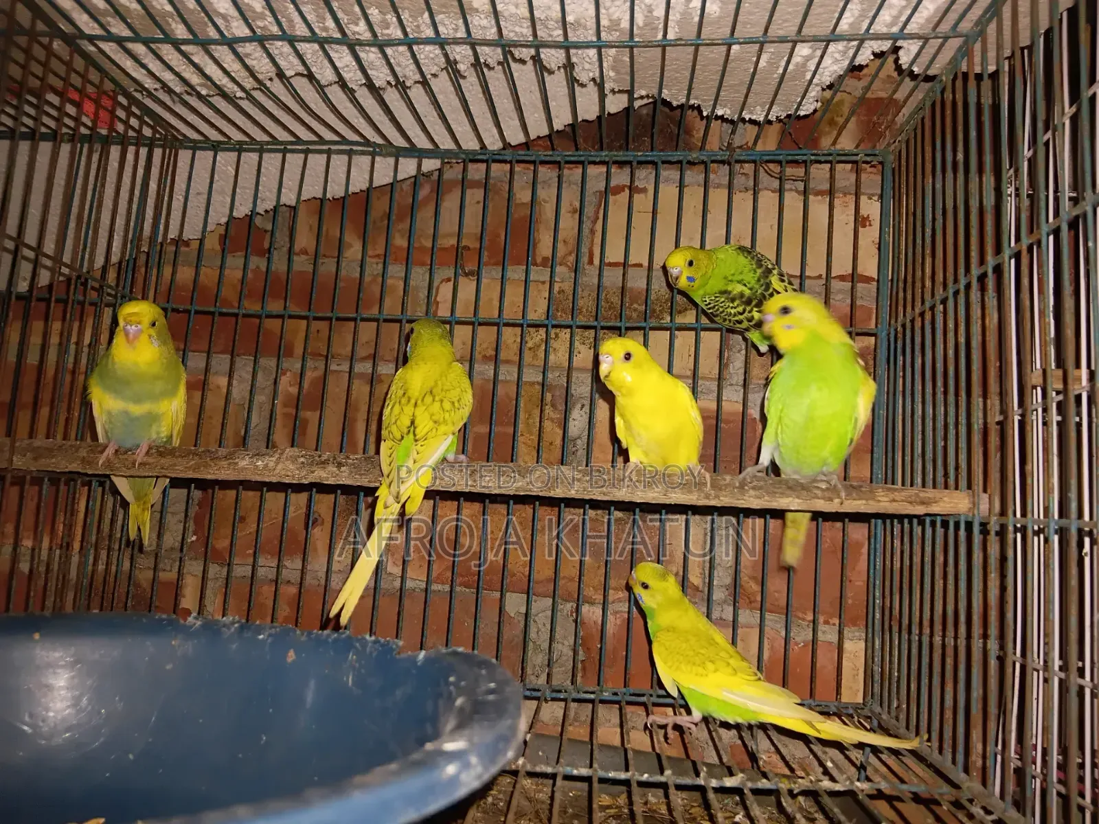 বাজরিগার পাখি