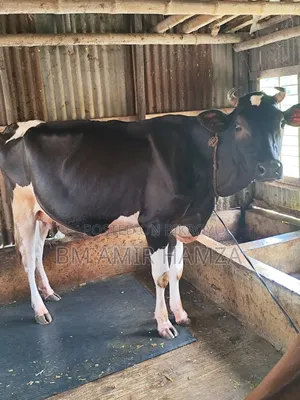 Holstein Friesian Cow