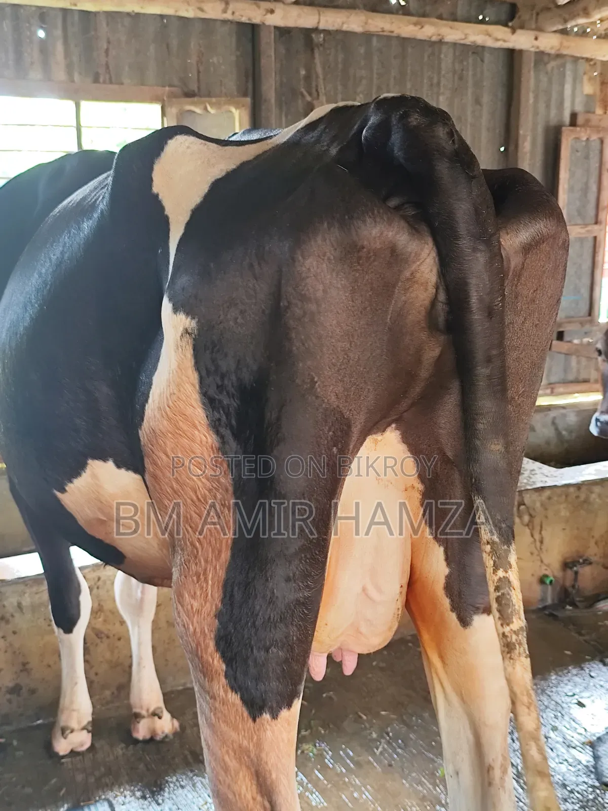 Holstein Friesian Cow