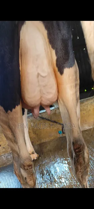 Holstein Friesian Cow