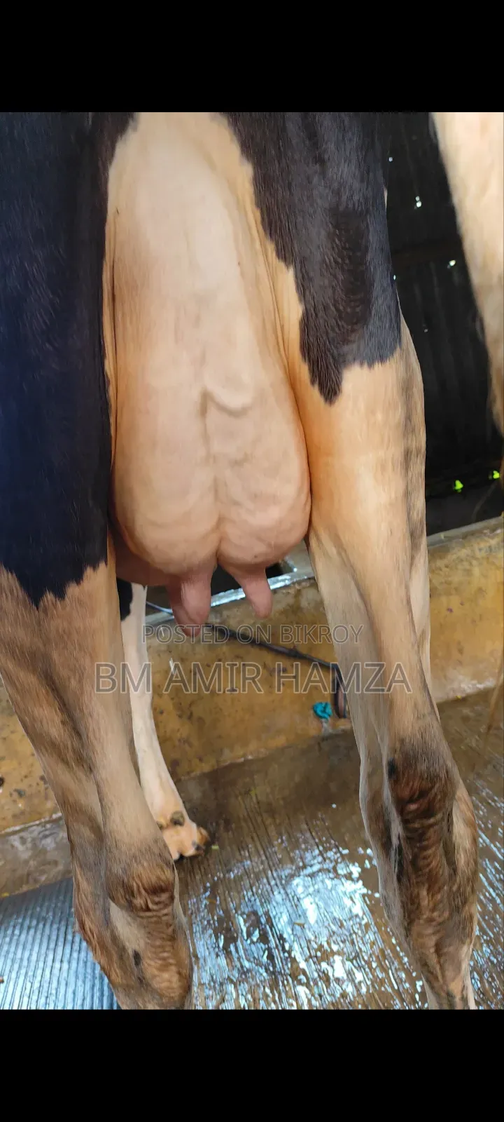 Holstein Friesian Cow