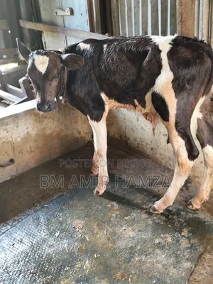 Holstein Friesian Cow