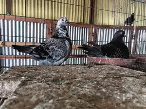 Mundian Pigeon for sale