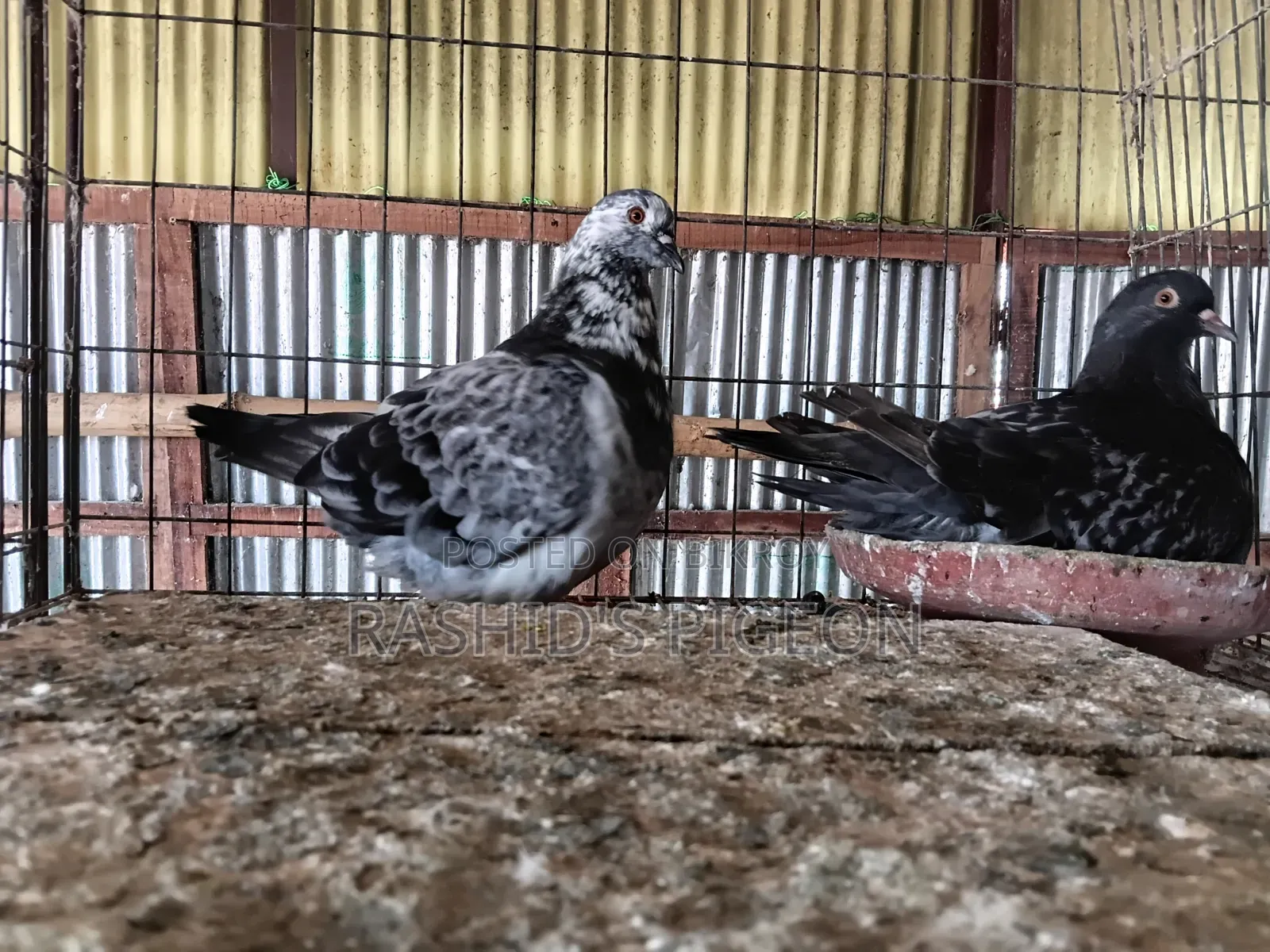Mundian Pigeon for sale