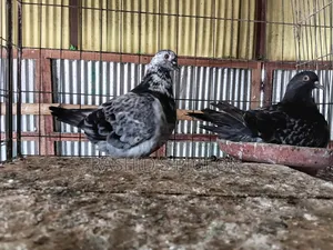 Mundian Pigeon for sale