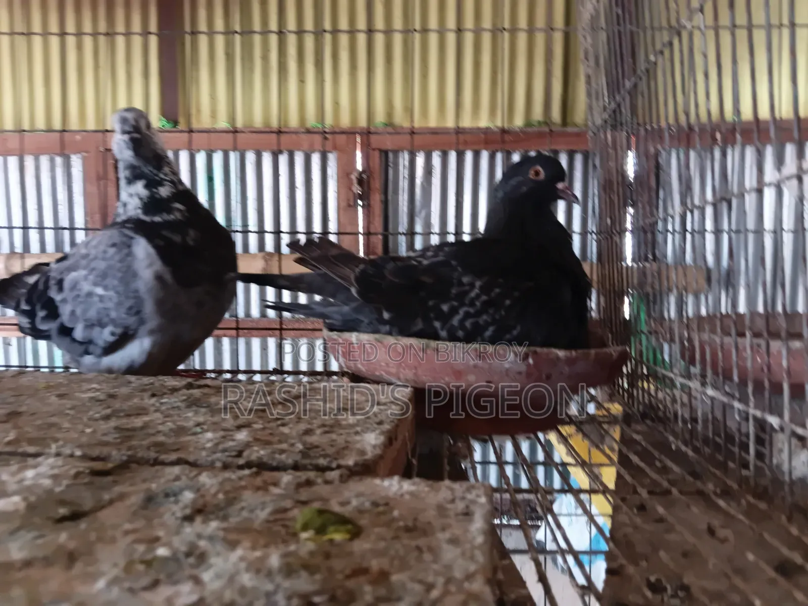 Mundian Pigeon for sale