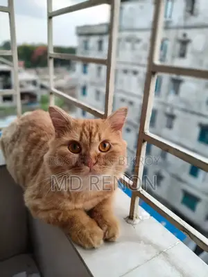 1+ Year Male Purebred Persian
