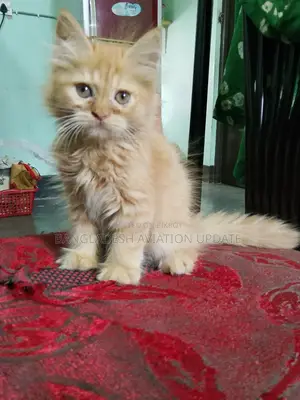 1-3 months Male Purebred Persian