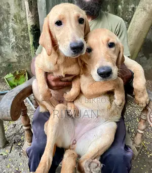 ৩-৬ মাস বয়সী স্ত্রী পিওরব্রেড ল্যাব্রাডর রিট্রিভার