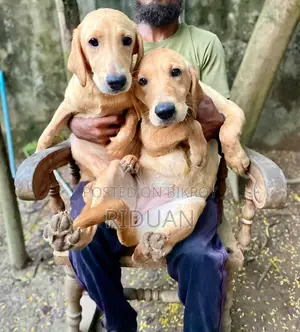 ৩-৬ মাস বয়সী স্ত্রী পিওরব্রেড ল্যাব্রাডর রিট্রিভার