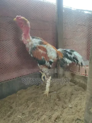 আসিল মুরোগ সেল হবে 