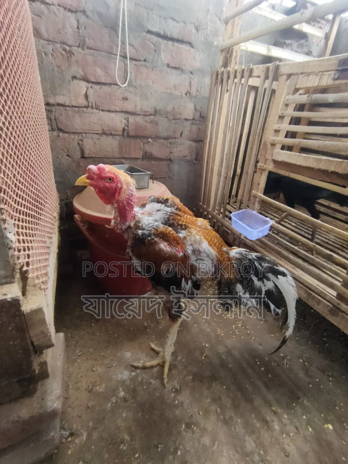 আসিল মুরোগ সেল হবে 