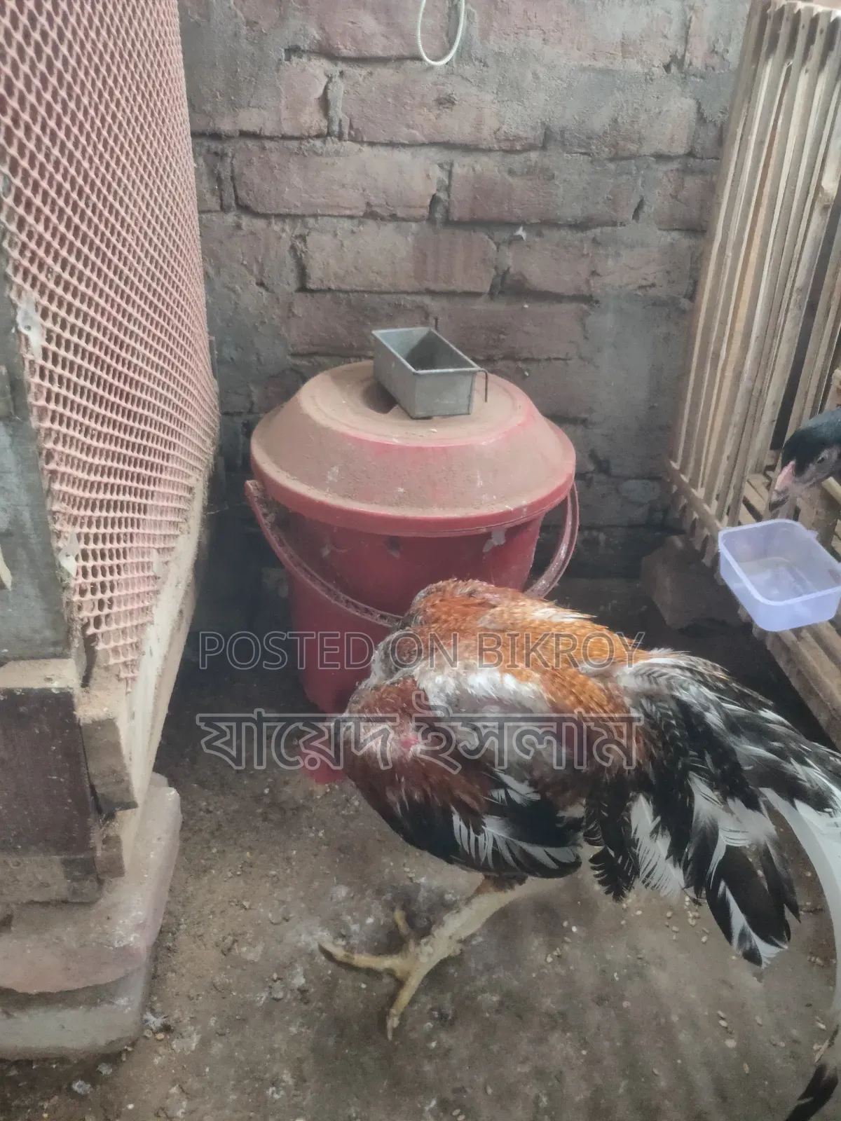 আসিল মুরোগ সেল হবে 