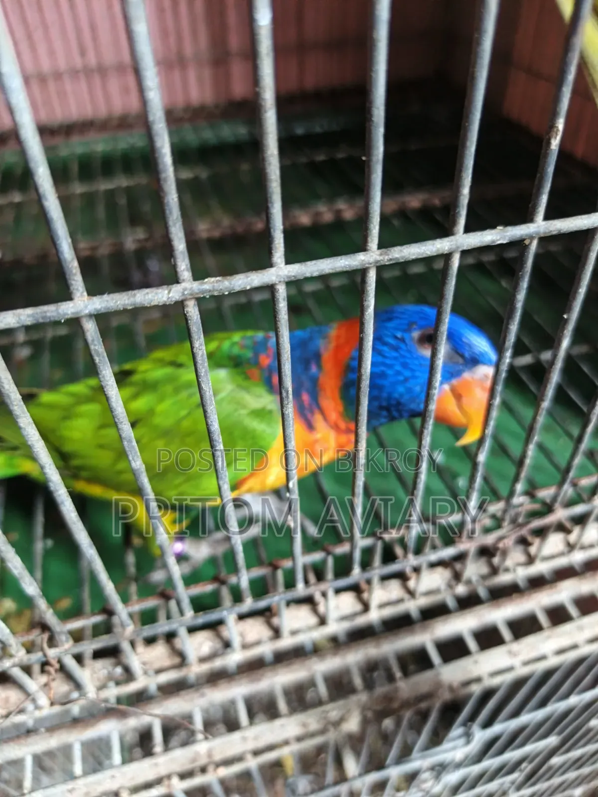 Red Colored Lorikeet Adult Pair With DNA