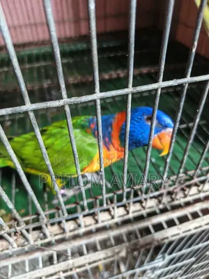 Red Colored Lorikeet Adult Pair With DNA