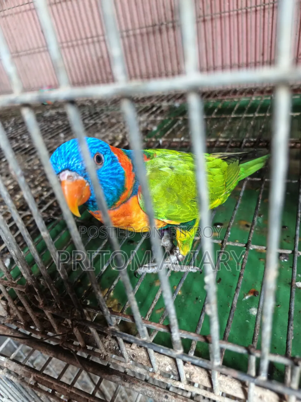 Red Colored Lorikeet Adult Pair With DNA