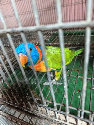 Red Colored Lorikeet Adult Pair With DNA