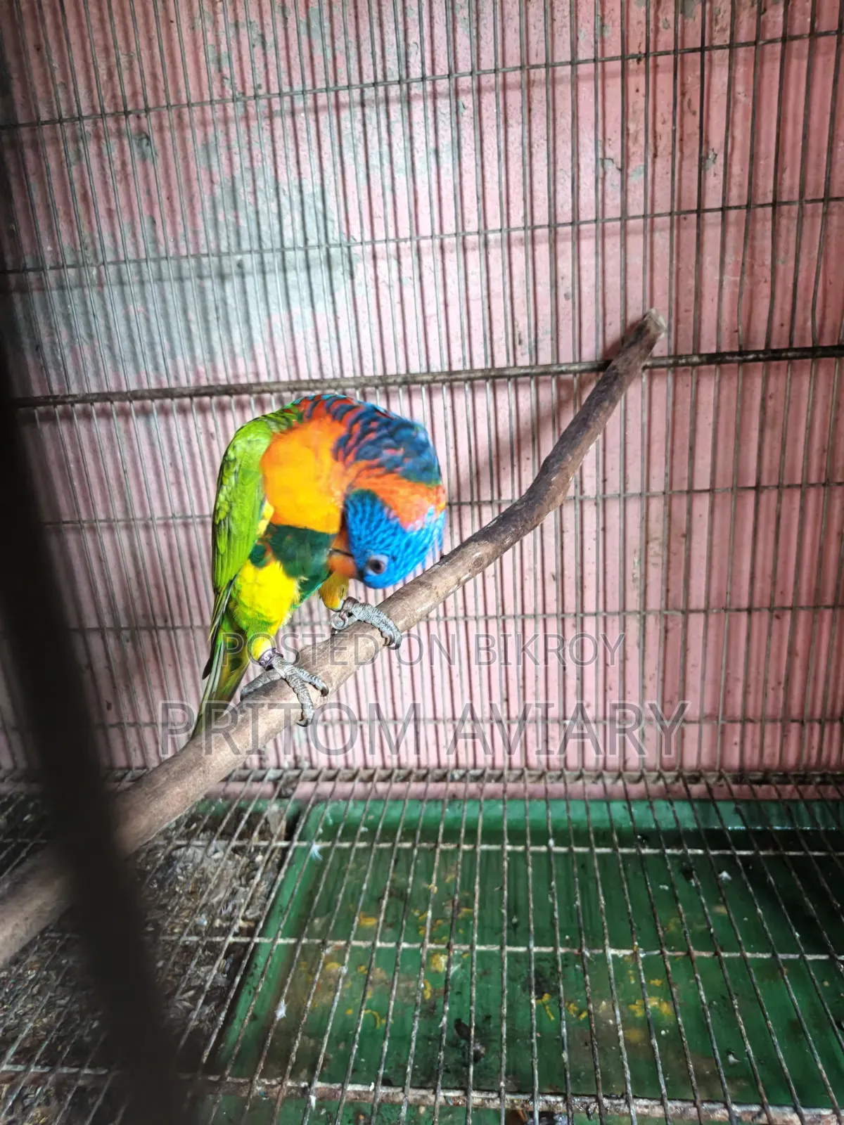 Red Colored Lorikeet Adult Pair With DNA