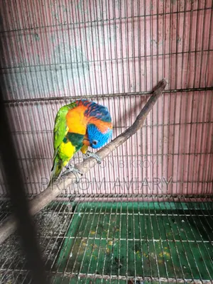 Red Colored Lorikeet Adult Pair With DNA