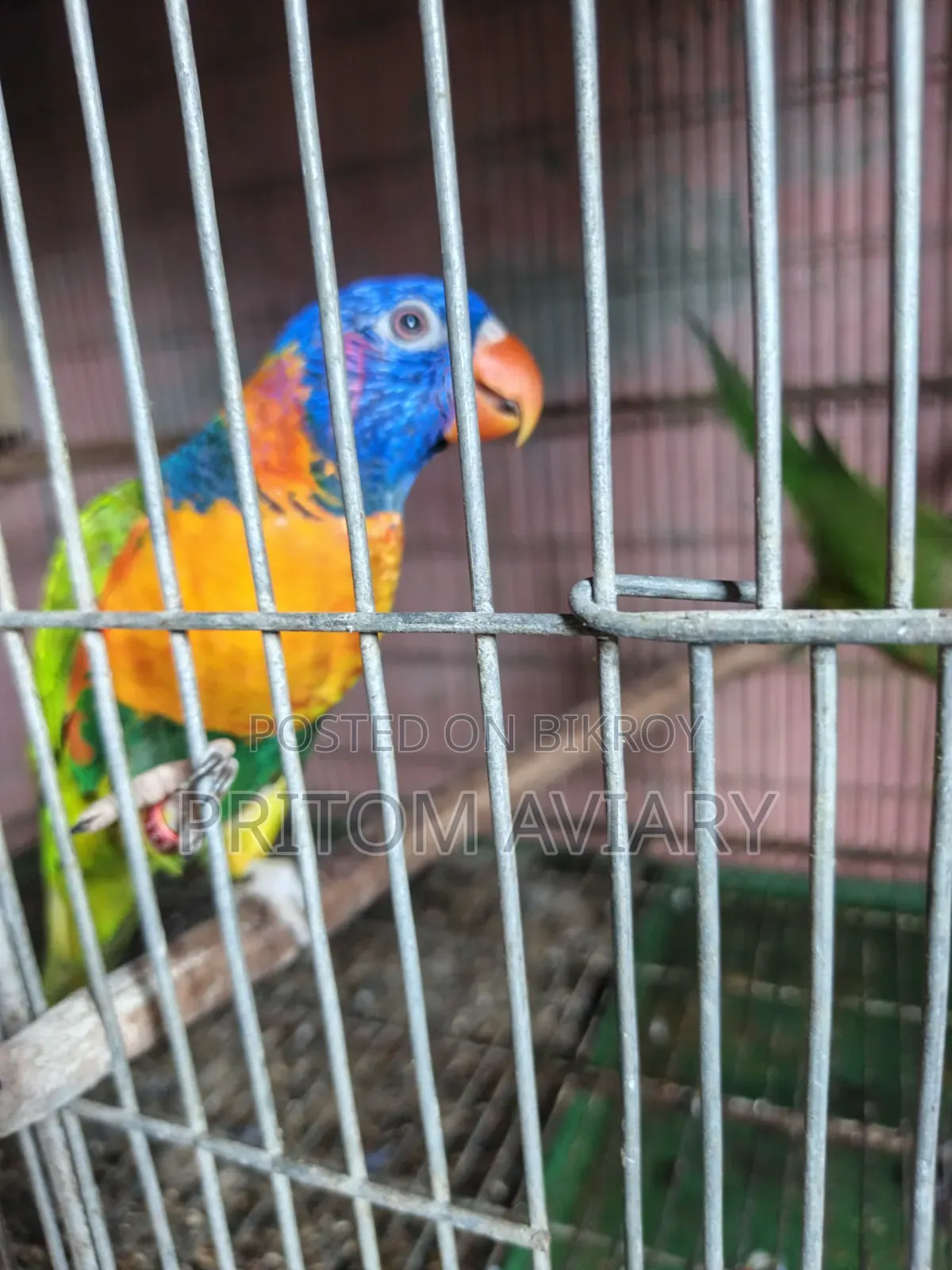 Red Colored Lorikeet Adult Pair With DNA