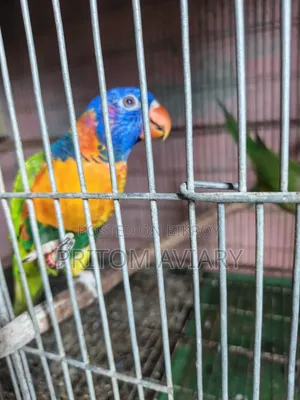 Red Colored Lorikeet Adult Pair With DNA