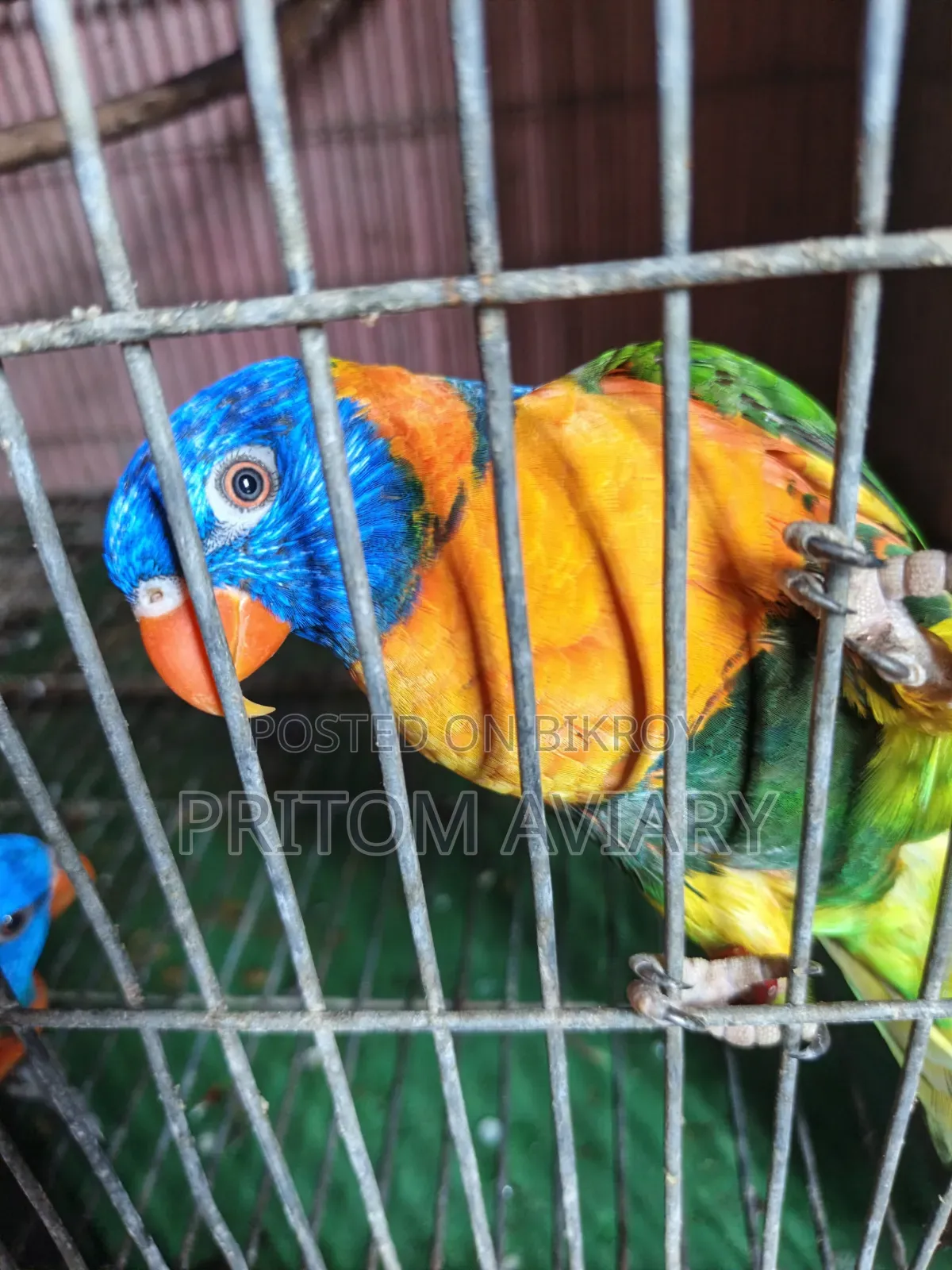 Red Colored Lorikeet Adult Pair With DNA