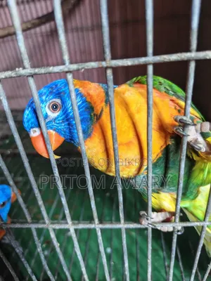 Red Colored Lorikeet Adult Pair With DNA