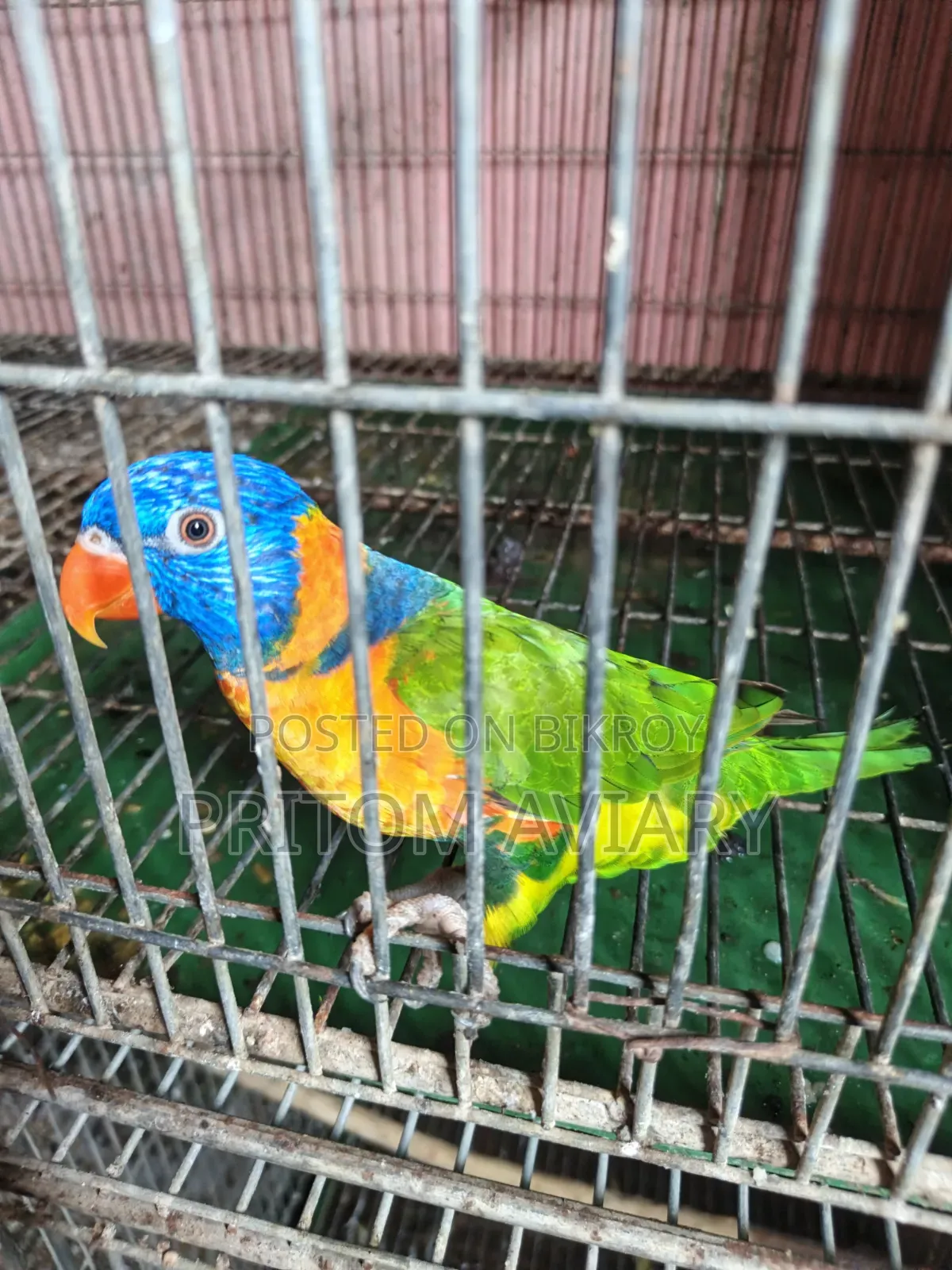 Red Colored Lorikeet Adult Pair With DNA