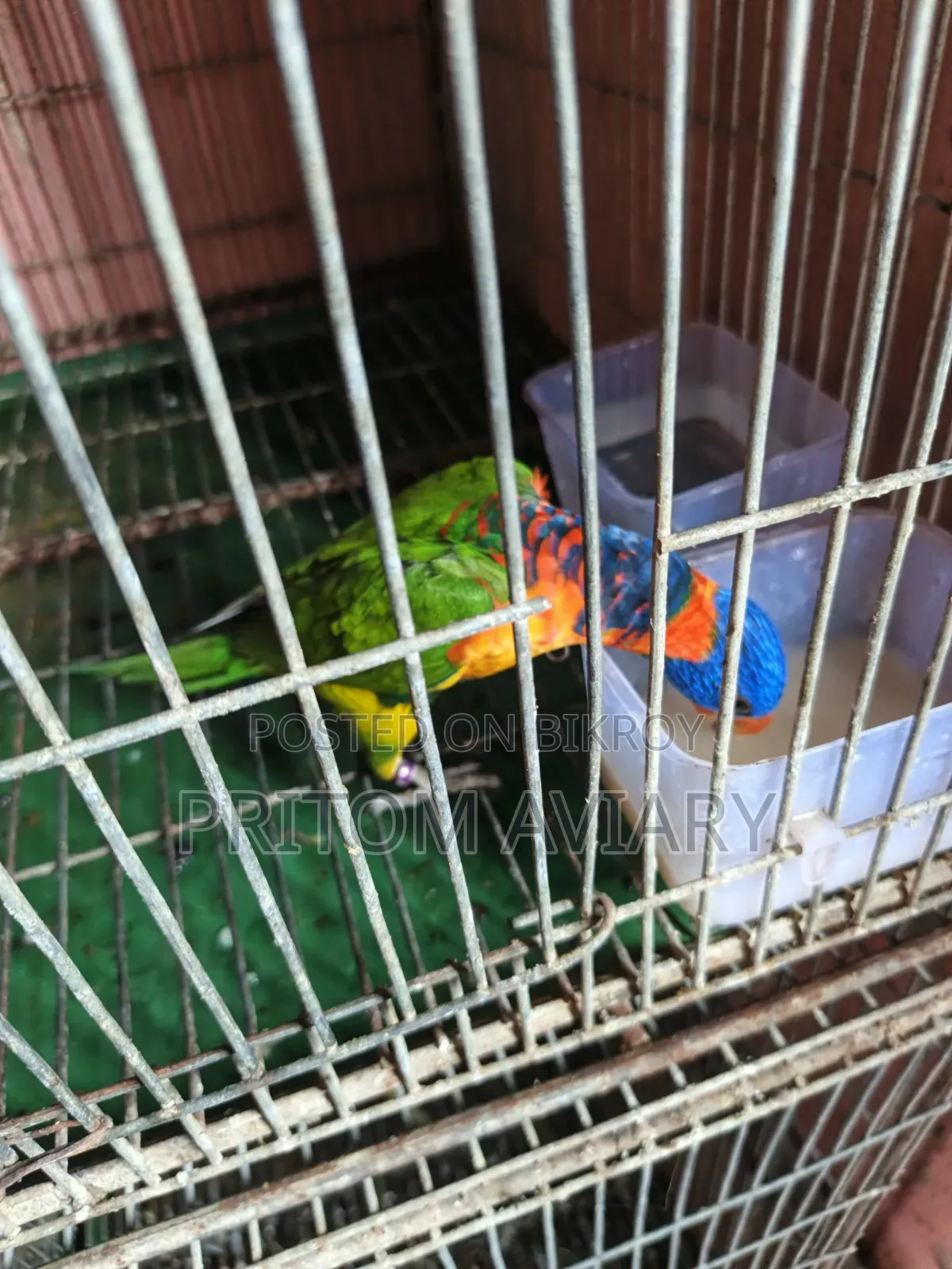 Red Colored Lorikeet Adult Pair With DNA