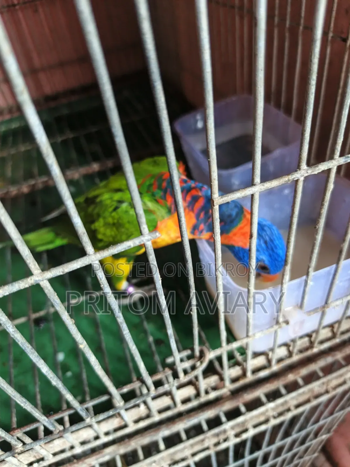 Red Colored Lorikeet Adult Pair With DNA