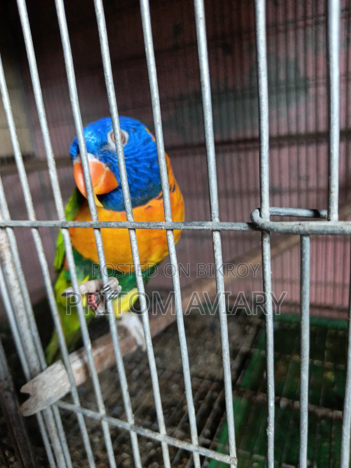 Red Colored Lorikeet Adult Pair With DNA