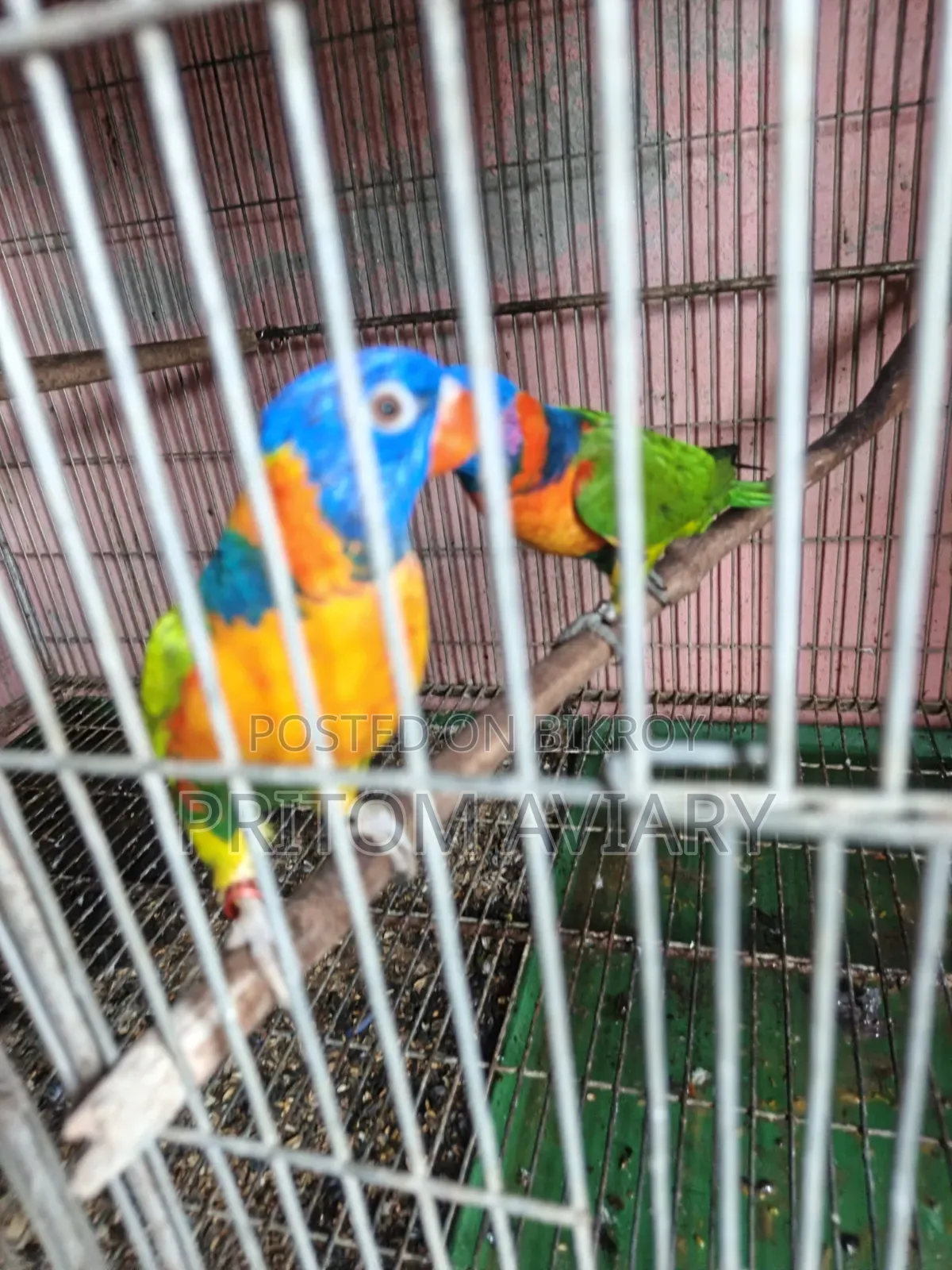 Red Colored Lorikeet Adult Pair With DNA
