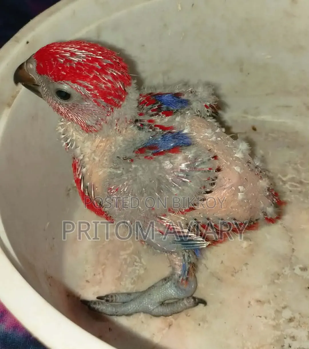 Moluccan Red Lory Baby
