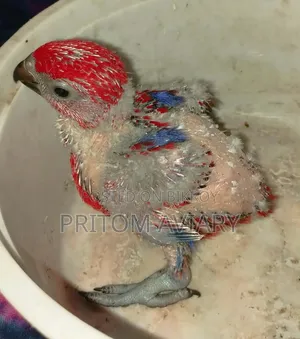 Moluccan Red Lory Baby