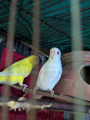 Ful Adal Bajigar Male Albino Femal Lutino