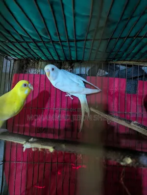 Ful Adal Bajigar Male Albino Femal Lutino