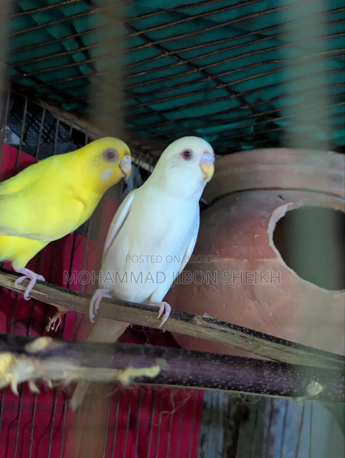 Ful Adal Bajigar Male Albino Femal Lutino