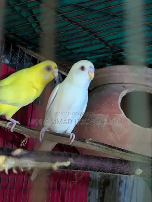 Ful Adal Bajigar Male Albino Femal Lutino