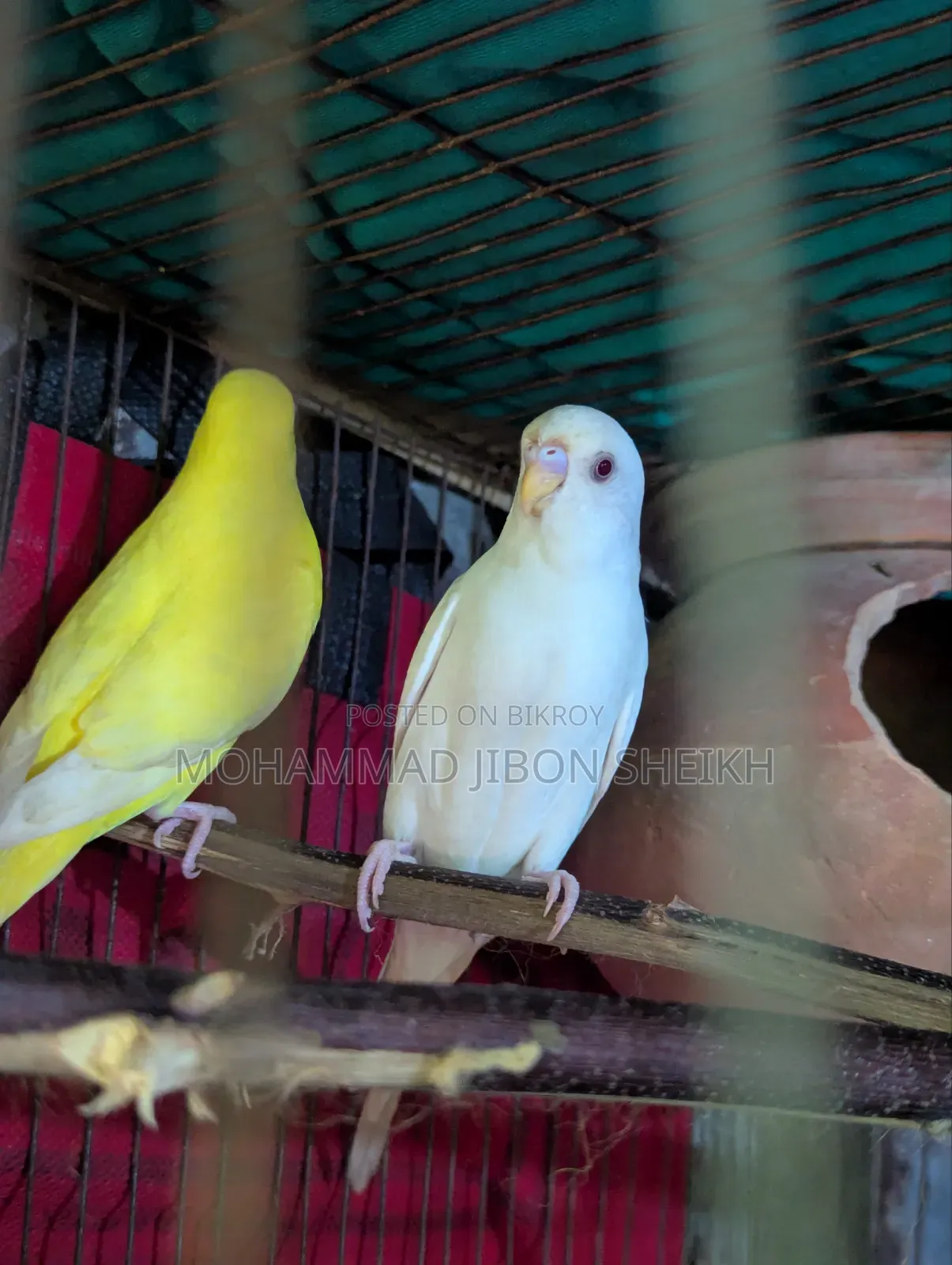 Ful Adal Bajigar Male Albino Femal Lutino