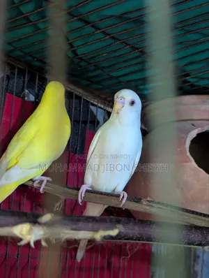 Ful Adal Bajigar Male Albino Femal Lutino