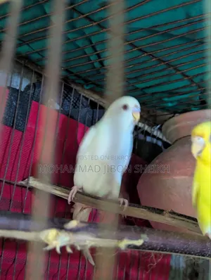 Ful Adal Bajigar Male Albino Femal Lutino