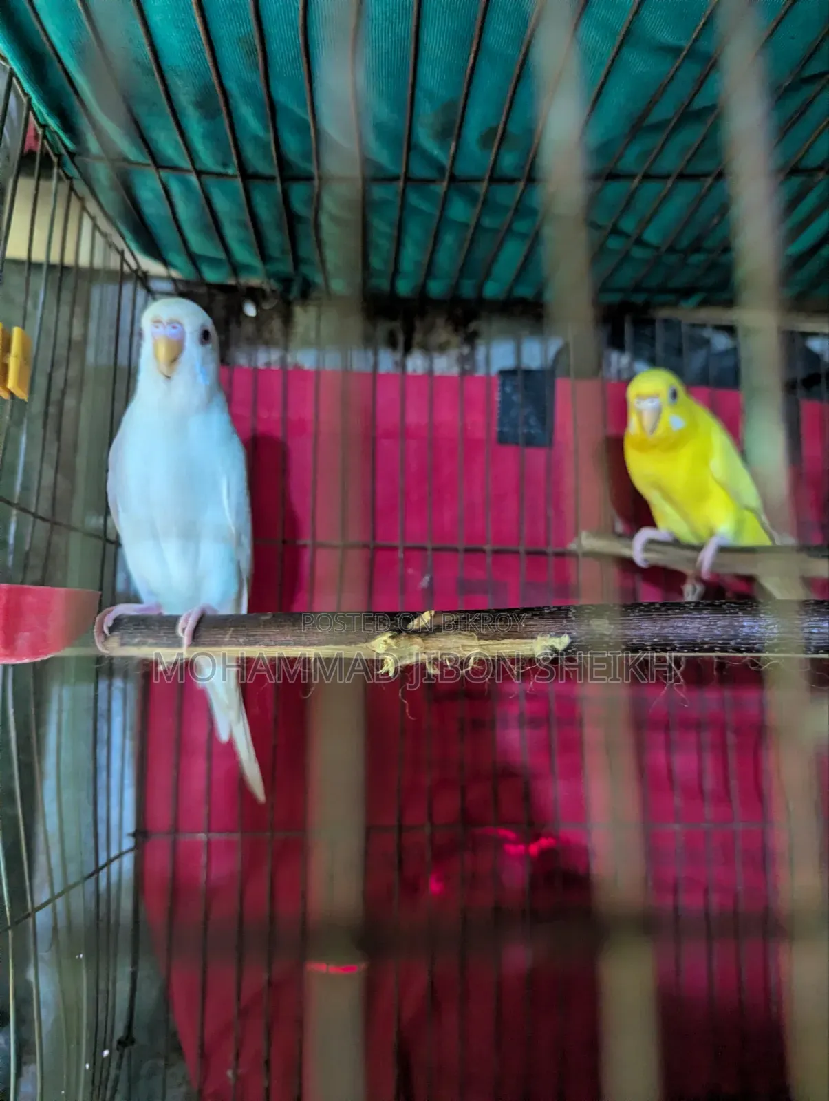 Ful Adal Bajigar Male Albino Femal Lutino