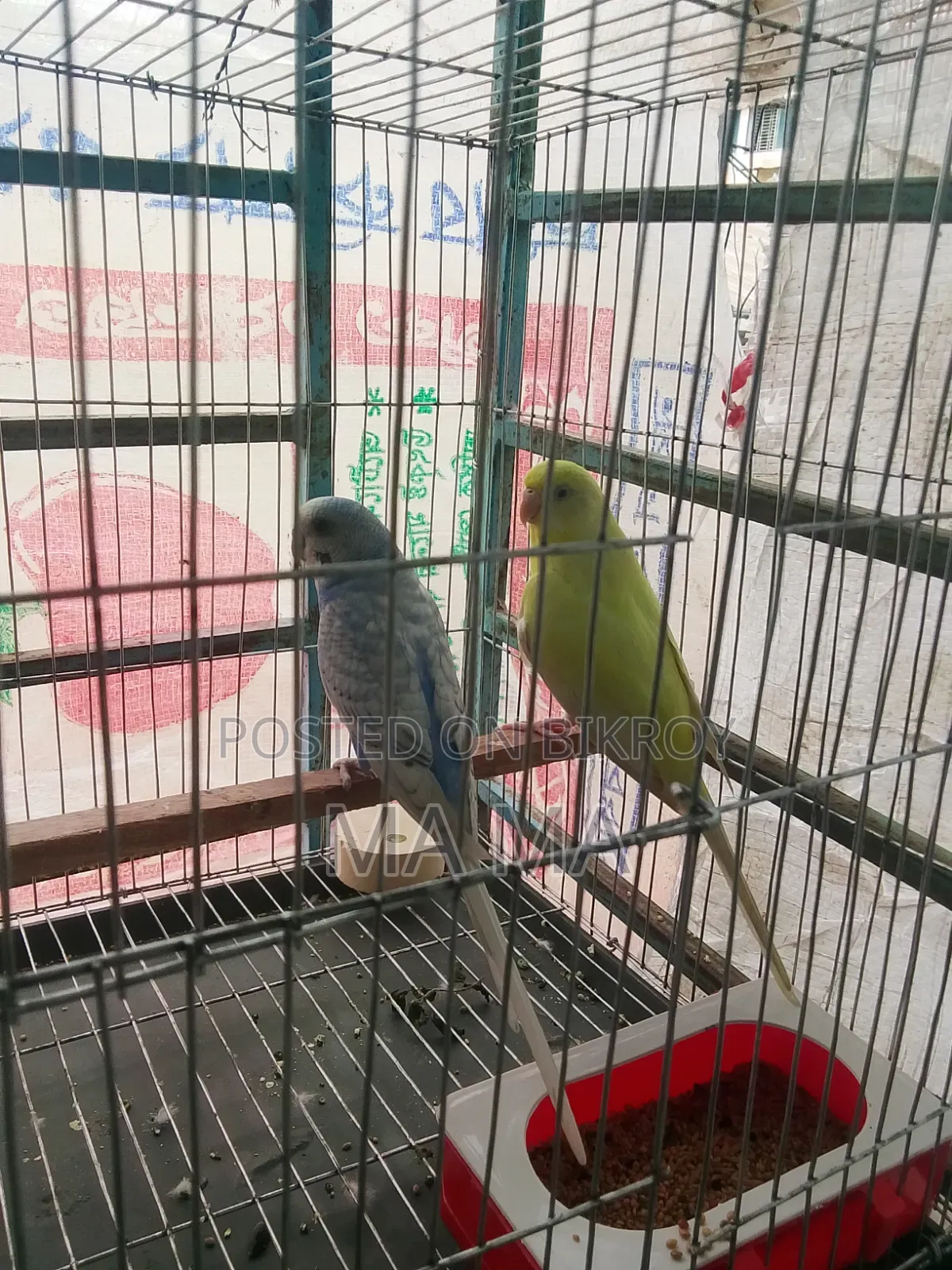 বাজিগর পাখি