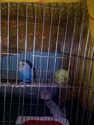 বাজিগর পাখি