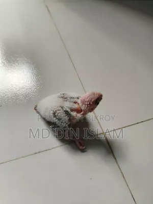 পাইন আপেল কুনুর