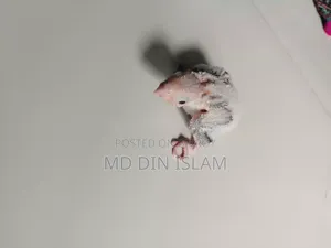 পাইন আপেল কুনুর